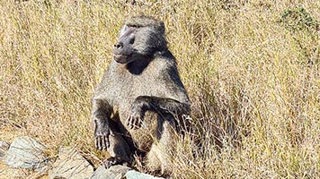 Babbuino all'Hluhluwe NP